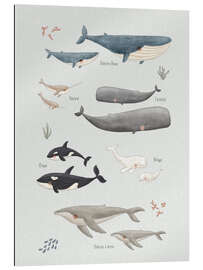 Tableau en plexi-alu Espèces de baleines