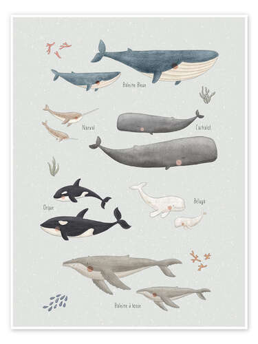 Póster Whale species (French)