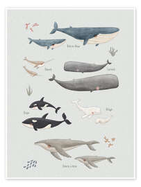 Wall print Whale species (French) - Marta Munte