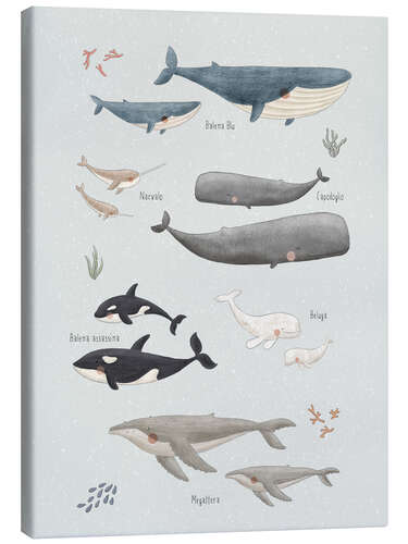 Canvas print Whale species (Italian)