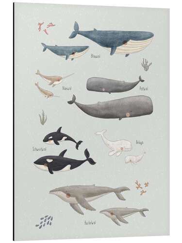 Tableau en aluminium Whale species (German)