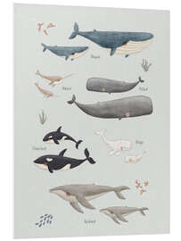 Foam board print Whale species (German)