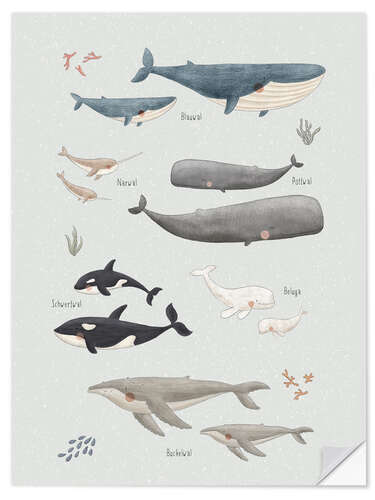 Autocolante decorativo Whale species (German)
