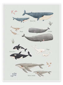 Wall print Whale species (spanish) - Marta Munte