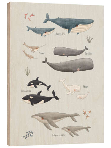 Trätavla Whale species (spanish)