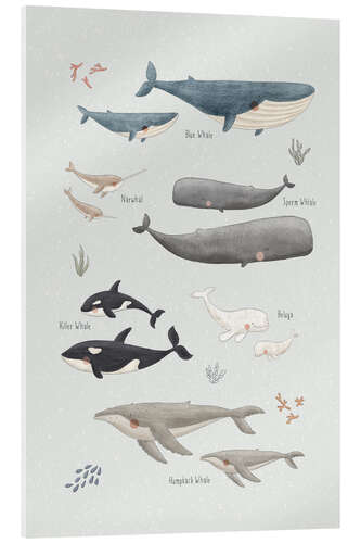 Acrylic print Whale species