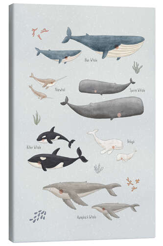 Canvas print Whale species