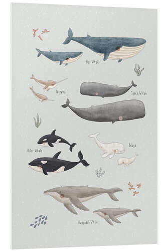 Cuadro de PVC Whale species