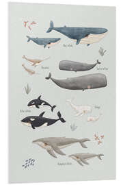Foam board print Whale species