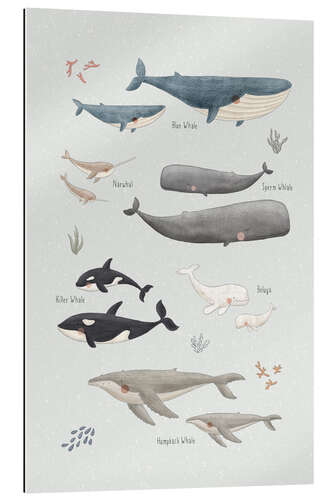 Cuadro de plexi-alu Whale species
