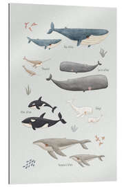 Cuadro de plexi-alu Whale species