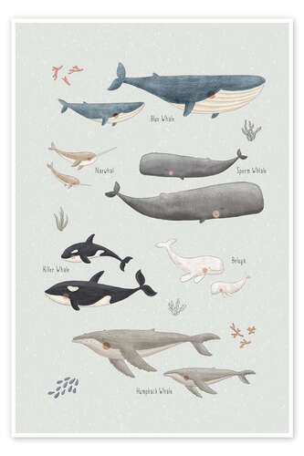 Póster Whale species