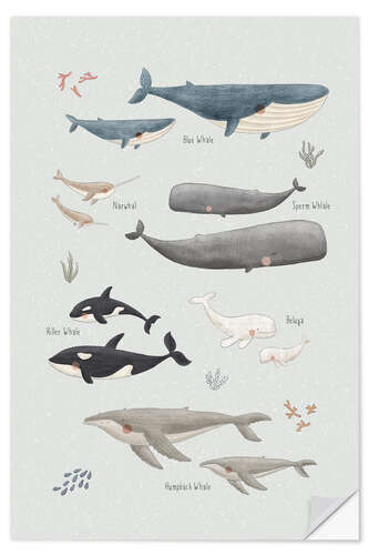Muursticker Whale species