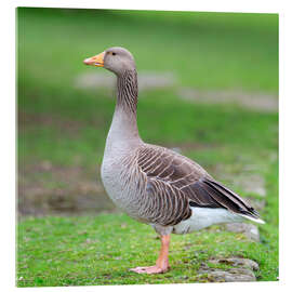Acrylic print Goose Gracefully Roaming - Assaf Frank