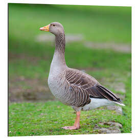 Aluminium print Goose Gracefully Roaming - Assaf Frank