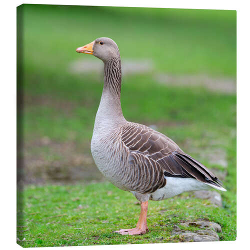 Tableau sur toile Goose Gracefully Roaming