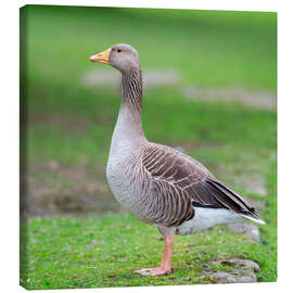 Tableau sur toile Goose Gracefully Roaming - Assaf Frank