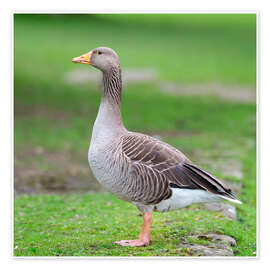 Poster Goose Gracefully Roaming - Assaf Frank