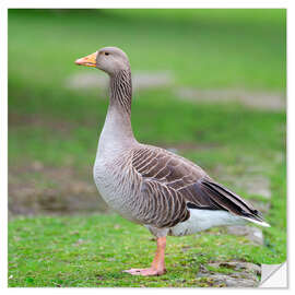 Vinilo para la pared Goose Gracefully Roaming - Assaf Frank