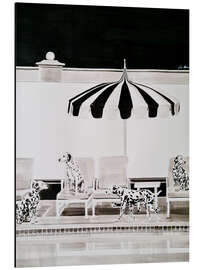 Alubild 21 Dalmatiner