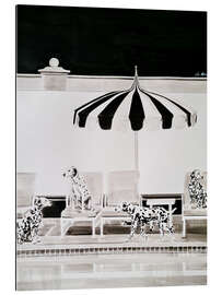 Gallery Print 21 Dalmatiner