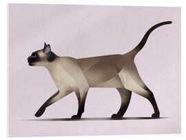 Acrylic print Siamese Cat