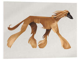 Acrylic print Afghan Hound