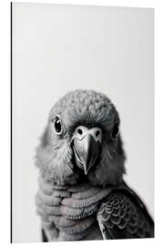 Aluminium print Baby Parrot