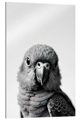 Gallery Print Baby Papagei
