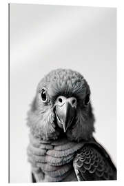 Galleriataulu Baby Parrot