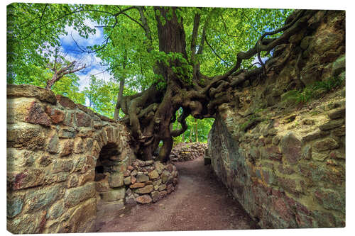Canvas print Magic Tree of Lauenburg, Germany