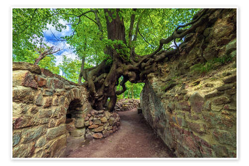 Poster Zauberbaum von Lauenburg, Deutschland