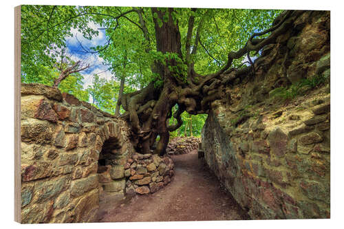 Cuadro de madera Magic Tree of Lauenburg, Germany
