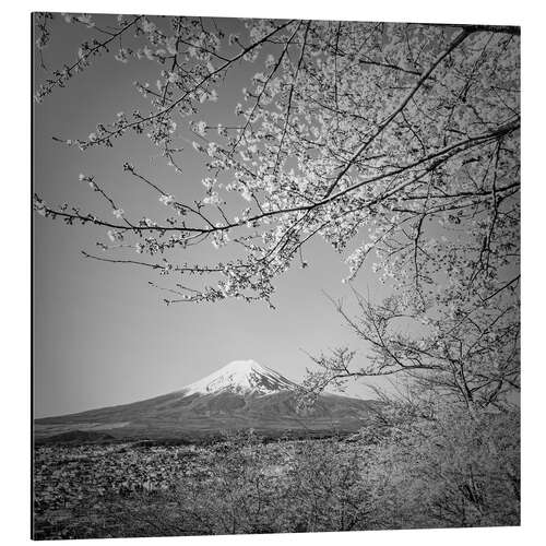 Alubild Fuji bei Kirschblüte