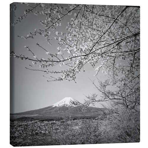 Canvas print Fuji at cherry blossom