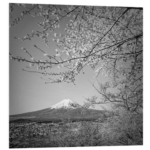 Foam board print Fuji at cherry blossom