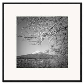 Impresión de arte enmarcada Fuji at cherry blossom