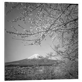 Gallery print Fuji at cherry blossom