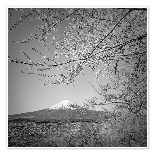 Poster Fuji at cherry blossom