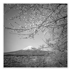 Poster Fuji at cherry blossom