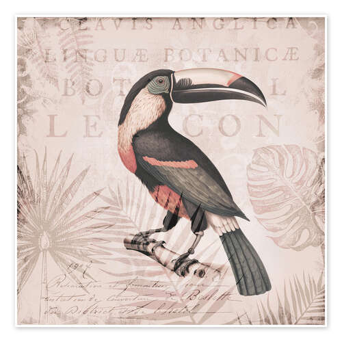 Juliste Toucans Tropical Hideaway
