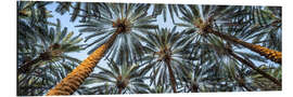 Aluminium print Palm trees