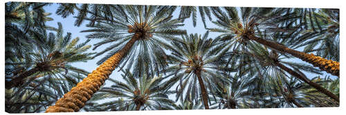 Canvas print Palm trees