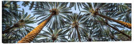 Canvas print Palm trees - Jan Christopher Becke
