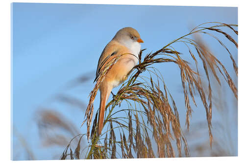 Acrylic print Miss Bearded Tit