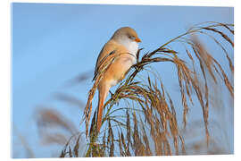 Acrylic print Miss Bearded Tit - GUGIGEI