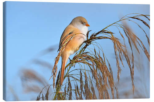Canvas print Miss Bearded Tit