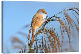Canvas print Miss Bearded Tit - GUGIGEI