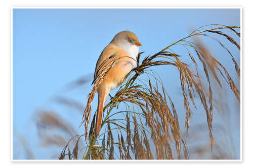 Poster Miss Bearded Tit