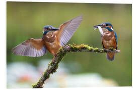 Acrylic print Two kingfishers on a branch